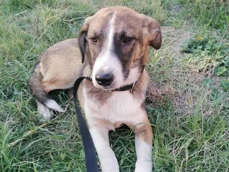 Emmy, female puppy Mixed Breed for adoption at Bella, Lauter-Bernsbach (Saxony)
