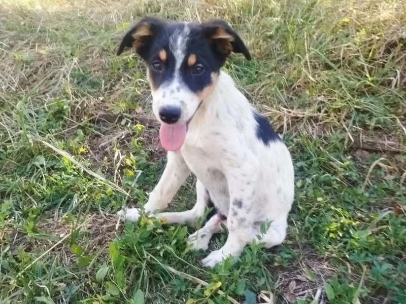 Hardy, male puppy Mixed Breed for adoption at Bella, Lauter-Bernsbach (Saxony)