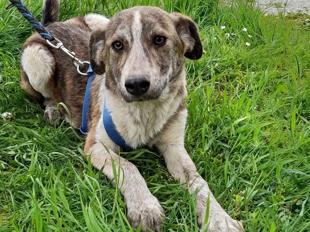 Trudi, female Mixed Breed for adoption at Bella, Lauter-Bernsbach (Saxony)