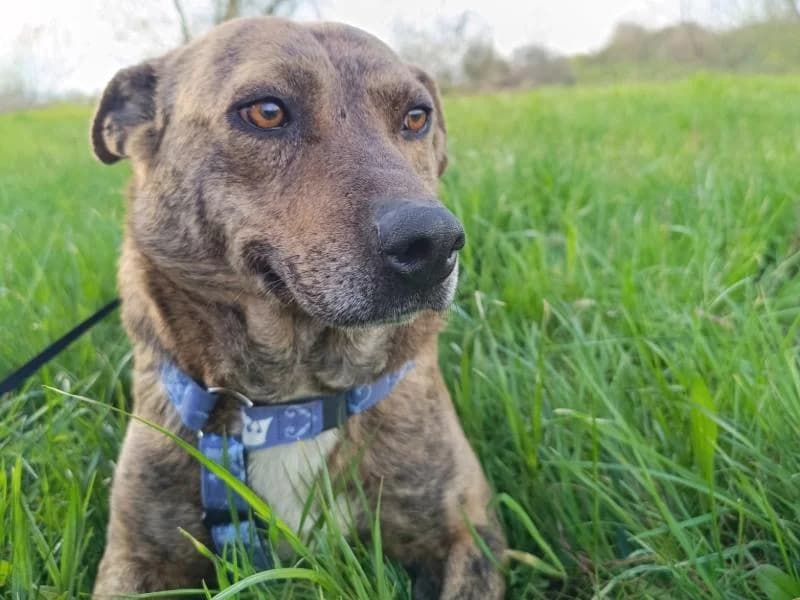 Tigi, female Mixed Breed for adoption at Bella, Lauter-Bernsbach (Saxony)