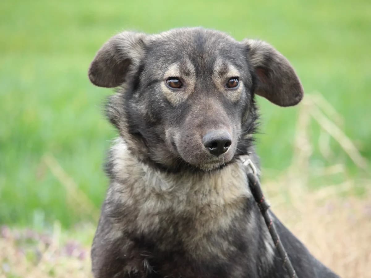 Ellie, female Mixed Breed for adoption at Bella, Lauter-Bernsbach (Saxony)
