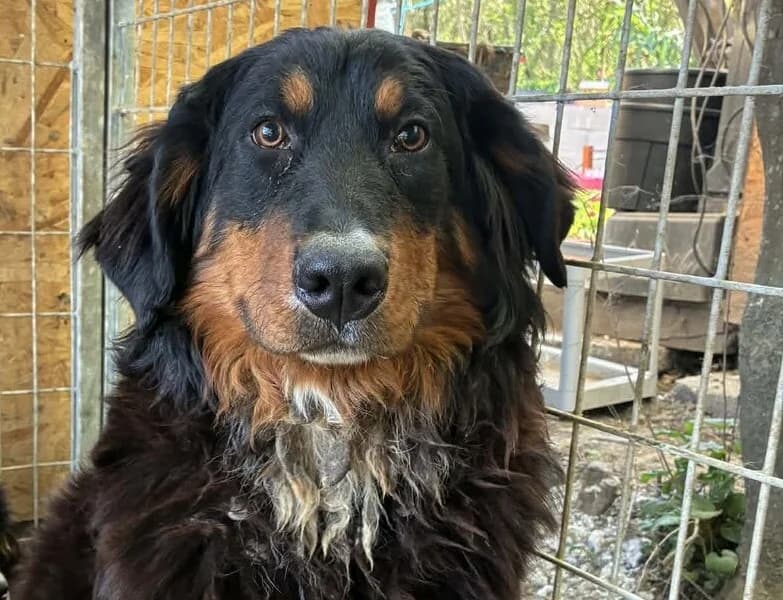 Audrey, female senior Bernese Mountain Dog for adoption at Berner Sennenhunde in Not e.V., Nümbrecht