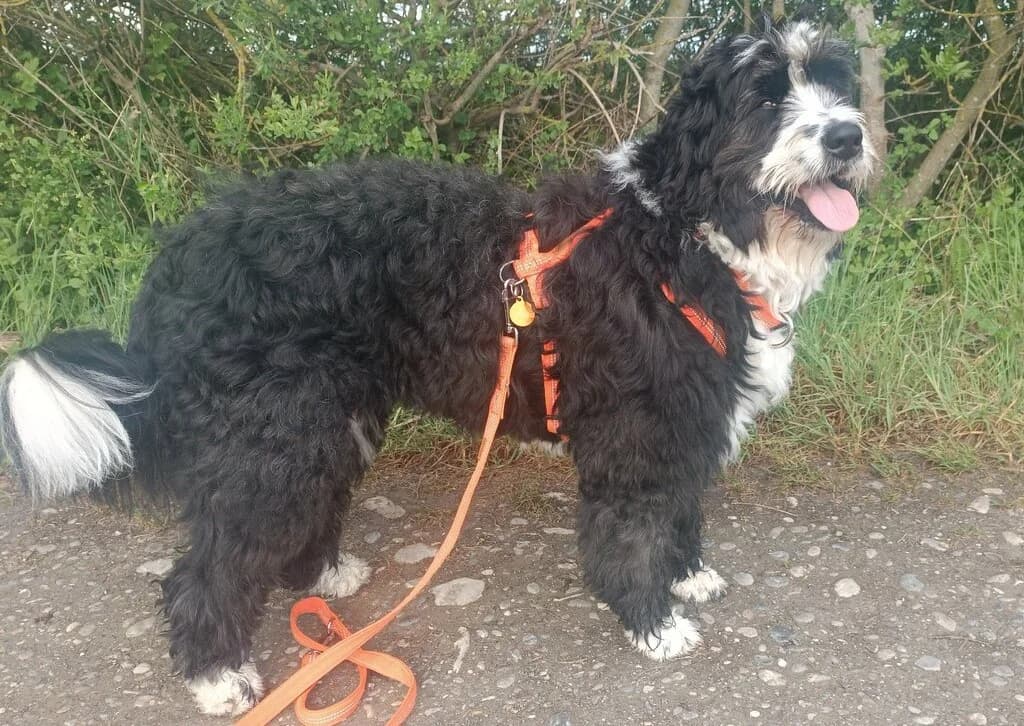 Beleza, female senior Bernese Mountain Dog for adoption at Berner Sennenhunde in Not e.V., Nümbrecht