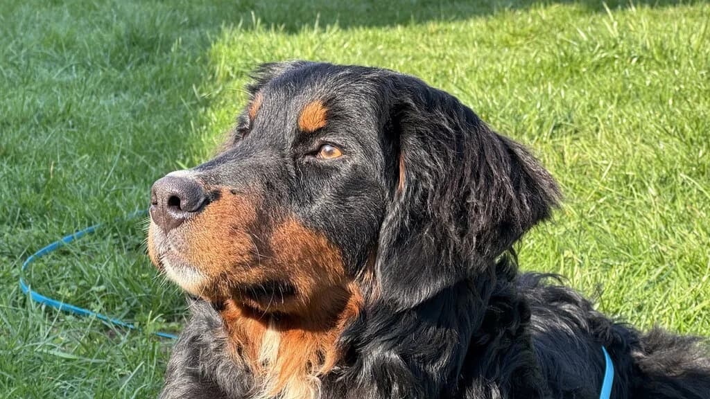 Bellina, female senior Bernese Mountain Dog for adoption at Berner Sennenhunde in Not e.V., Nümbrecht