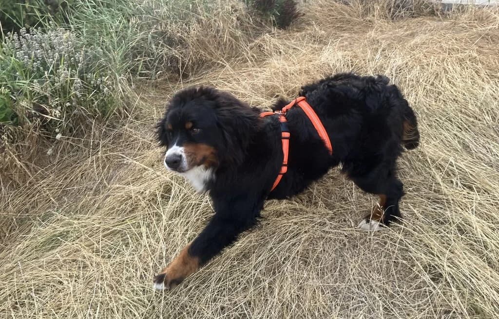 Bonnie, female senior Bernese Mountain Dog for adoption at Berner Sennenhunde in Not e.V., Nümbrecht