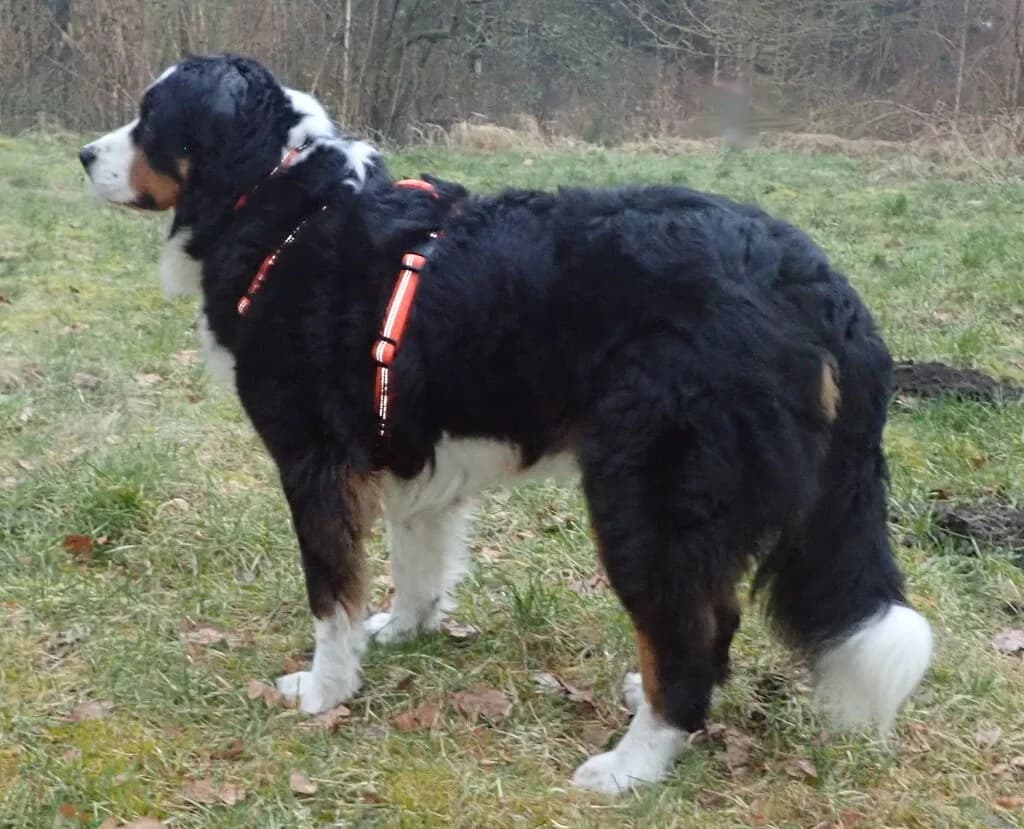 Brando, male senior Bernese Mountain Dog for adoption at Berner Sennenhunde in Not e.V., Nümbrecht