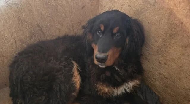Buster, male senior Bernese Mountain Dog for adoption at Berner Sennenhunde in Not e.V., Nümbrecht