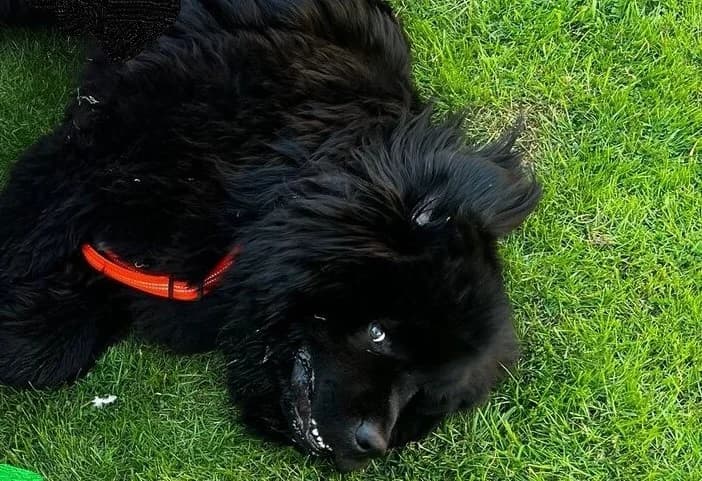 Callisto, male senior Newfoundland for adoption at Berner Sennenhunde in Not e.V., Nümbrecht