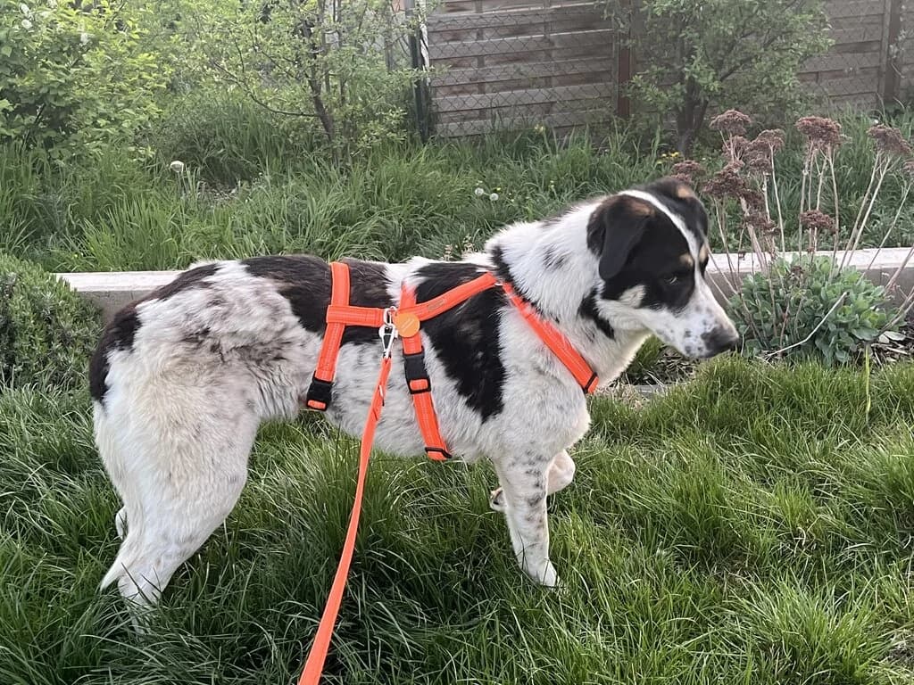 Cassius, male senior Mixed Breed for adoption at Berner Sennenhunde in Not e.V., Nümbrecht