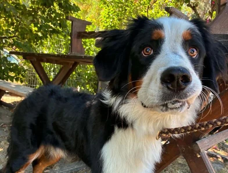 Dooby, male senior Bernese Mountain Dog for adoption at Berner Sennenhunde in Not e.V., Nümbrecht