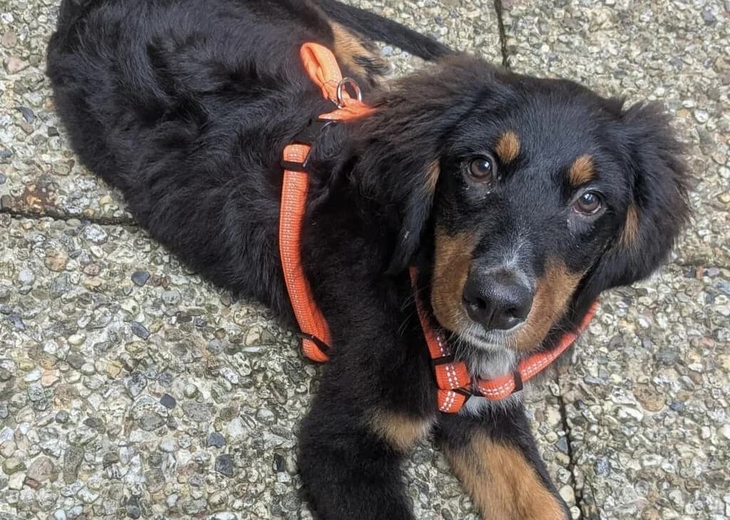 Ester, female senior Bernese Mountain Dog for adoption at Berner Sennenhunde in Not e.V., Nümbrecht
