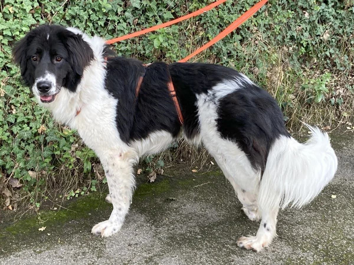 Graziella, female senior Mixed Breed for adoption at Berner Sennenhunde in Not e.V., Nümbrecht