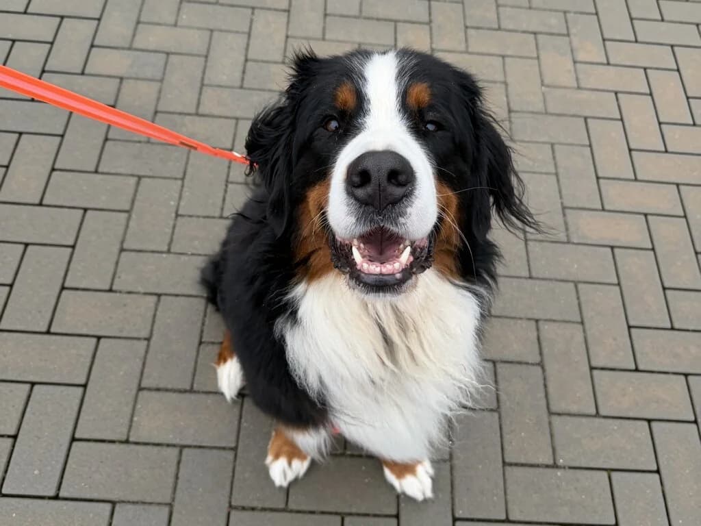 Jaschi, male senior Bernese Mountain Dog for adoption at Berner Sennenhunde in Not e.V., Nümbrecht
