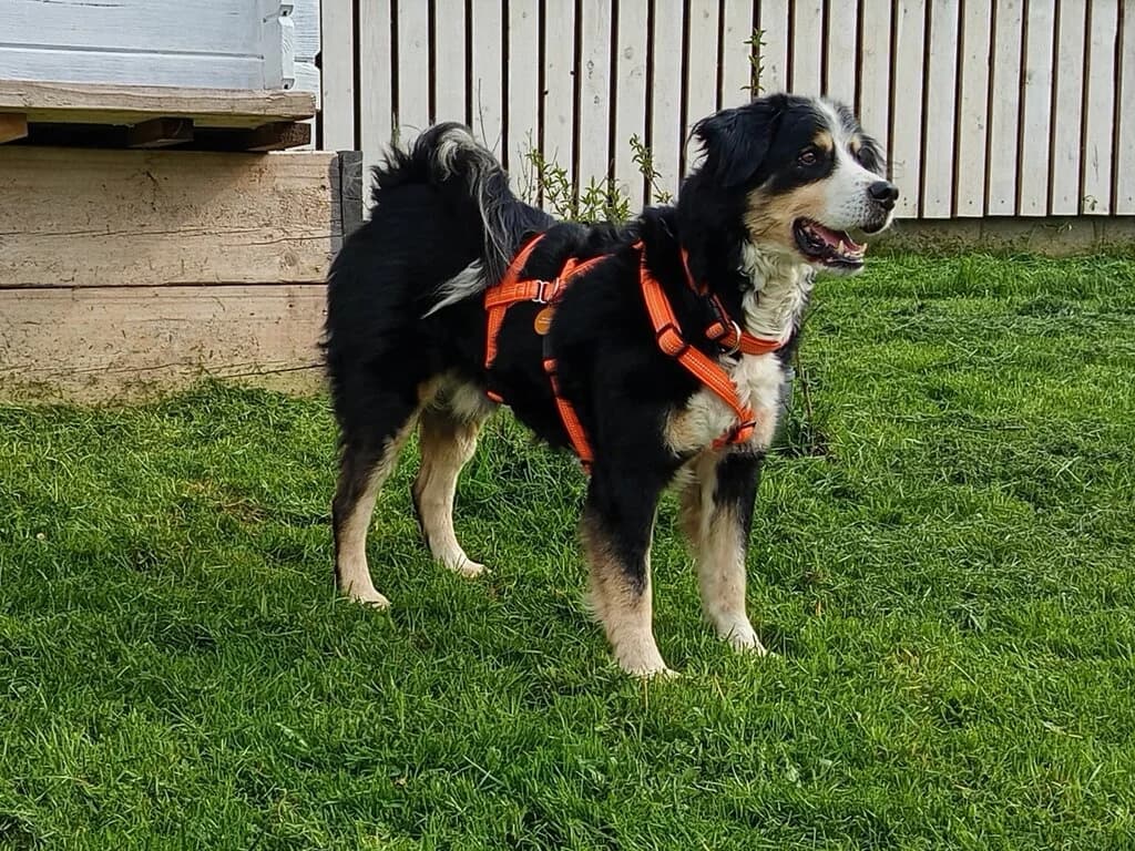 Konnor, male senior Bernese Mountain Dog for adoption at Berner Sennenhunde in Not e.V., Nümbrecht