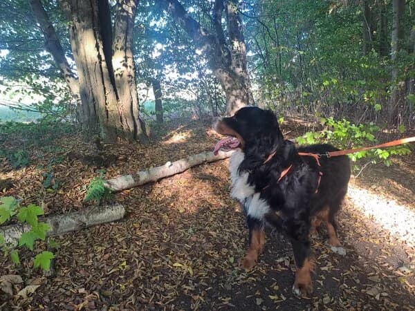 Lionel, male senior Bernese Mountain Dog for adoption at Berner Sennenhunde in Not e.V., Nümbrecht