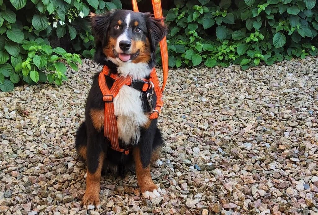 Liron, male senior Mixed Breed for adoption at Berner Sennenhunde in Not e.V., Nümbrecht