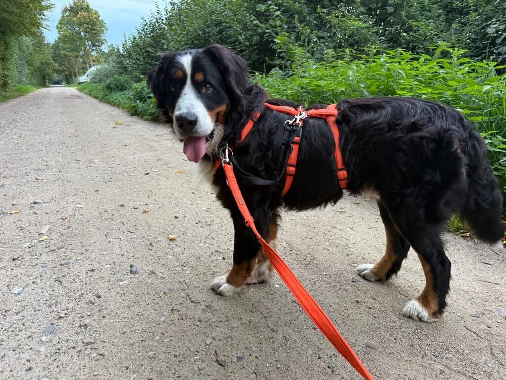 Mads, male senior Bernese Mountain Dog for adoption at Berner Sennenhunde in Not e.V., Nümbrecht