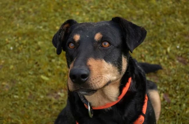 Marina, female Mixed Breed for adoption at Berner Sennenhunde in Not e.V., Nümbrecht