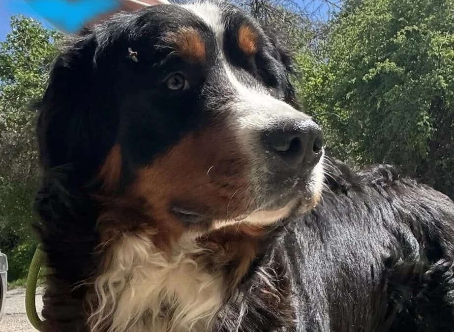 Pandora, female senior Bernese Mountain Dog for adoption at Berner Sennenhunde in Not e.V., Nümbrecht