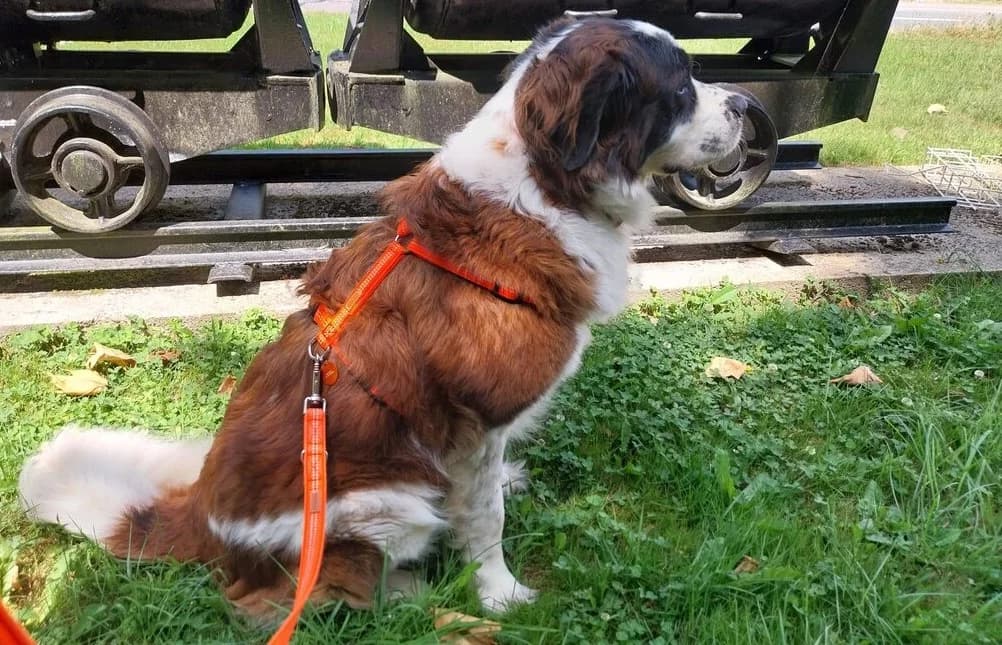 Renka, female senior Bernese Mountain Dog for adoption at Berner Sennenhunde in Not e.V., Nümbrecht