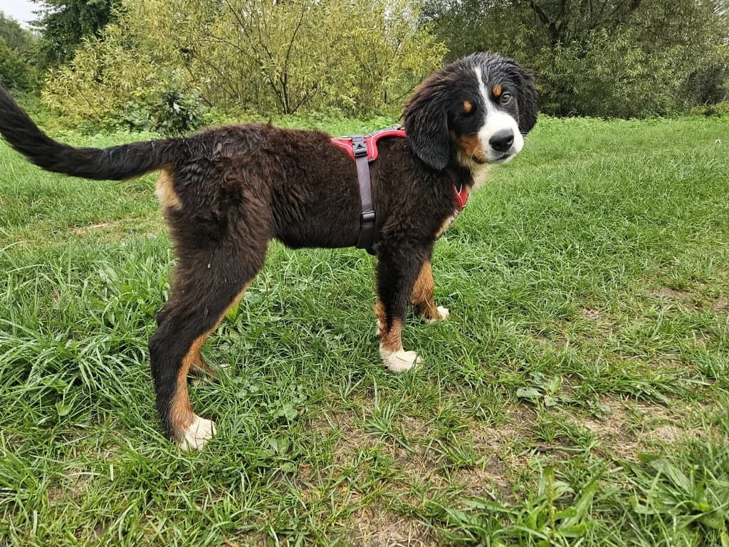 Robbie, male senior Bernese Mountain Dog for adoption at Berner Sennenhunde in Not e.V., Nümbrecht