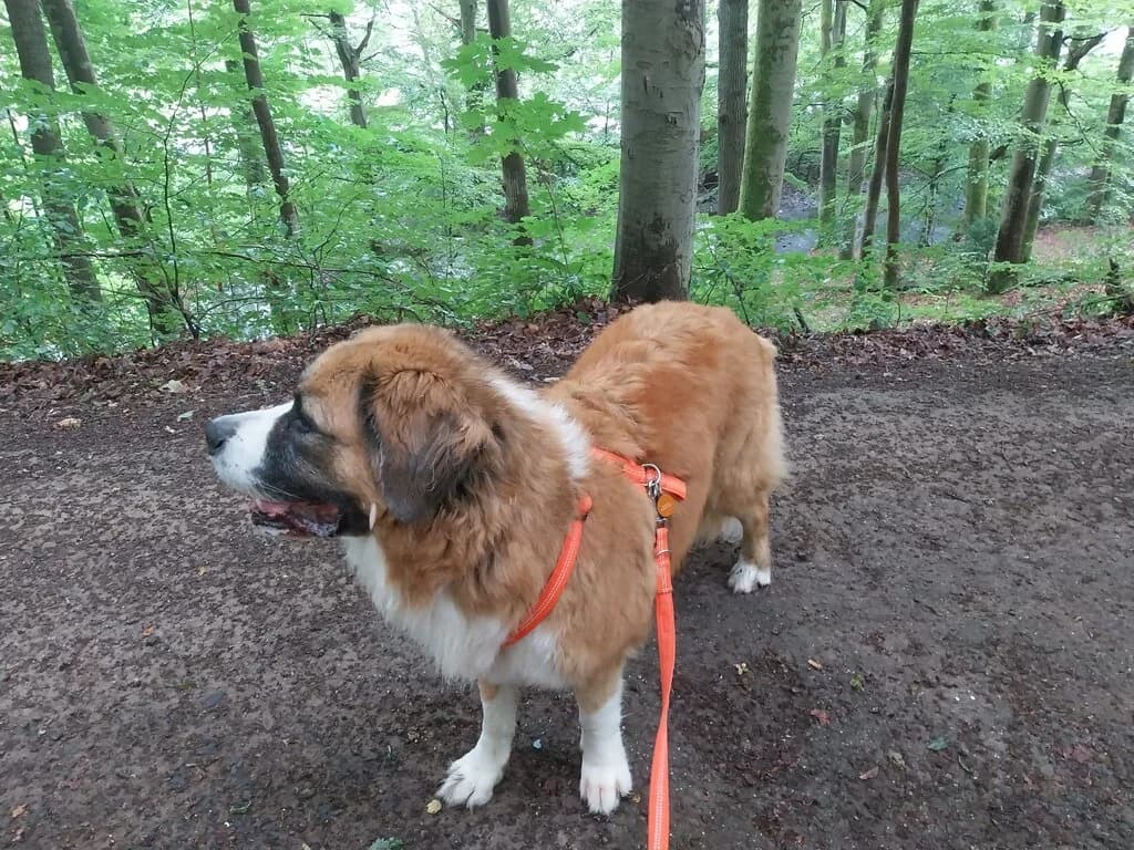 Rosso, male senior Bernese Mountain Dog for adoption at Berner Sennenhunde in Not e.V., Nümbrecht
