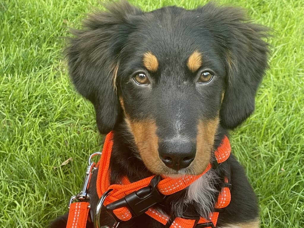 Siliya, female senior Bernese Mountain Dog for adoption at Berner Sennenhunde in Not e.V., Nümbrecht