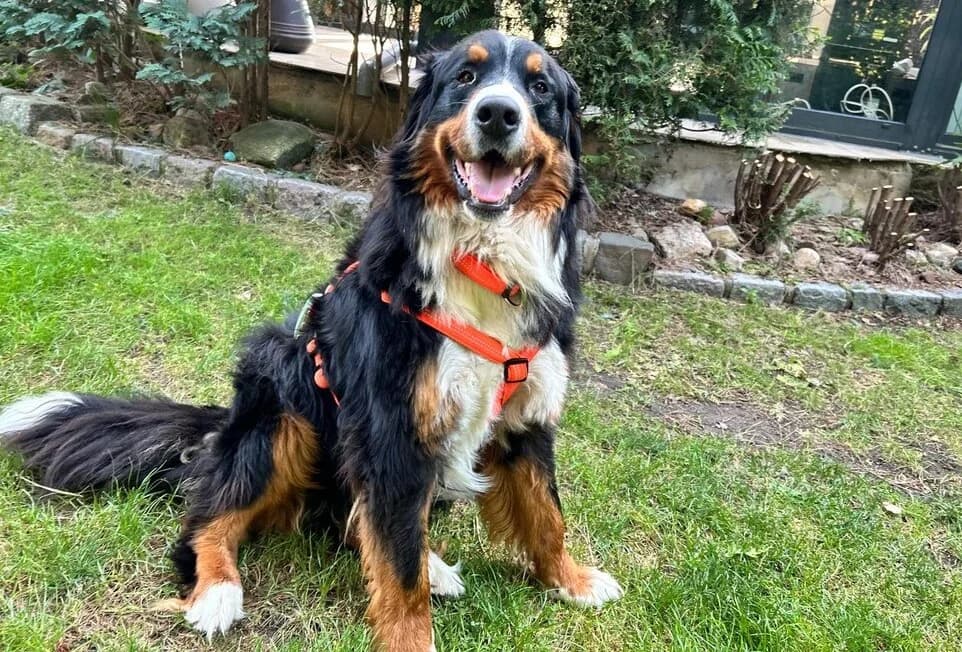 Soma, male senior Bernese Mountain Dog for adoption at Berner Sennenhunde in Not e.V., Nümbrecht