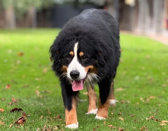 Wilhelm, male senior Bernese Mountain Dog for adoption at Berner Sennenhunde in Not e.V., Nümbrecht