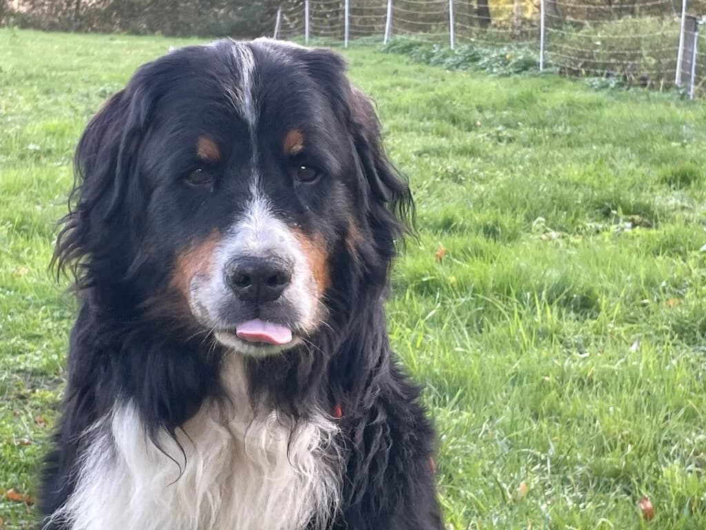 Zander, male senior Bernese Mountain Dog for adoption at Berner Sennenhunde in Not e.V., Nümbrecht