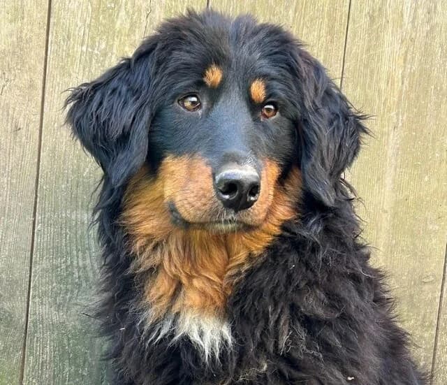 Zelda, female senior Bernese Mountain Dog for adoption at Berner Sennenhunde in Not e.V., Nümbrecht