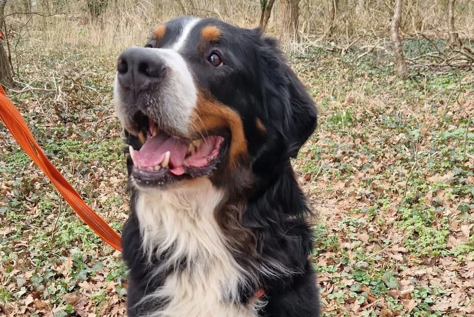 Zorro, male senior Bernese Mountain Dog for adoption at Berner Sennenhunde in Not e.V., Nümbrecht