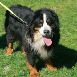 Lucky, male 7yo Bernese Mountain Dog for adoption at Berner Sennenhunde Nothilfe e.V.