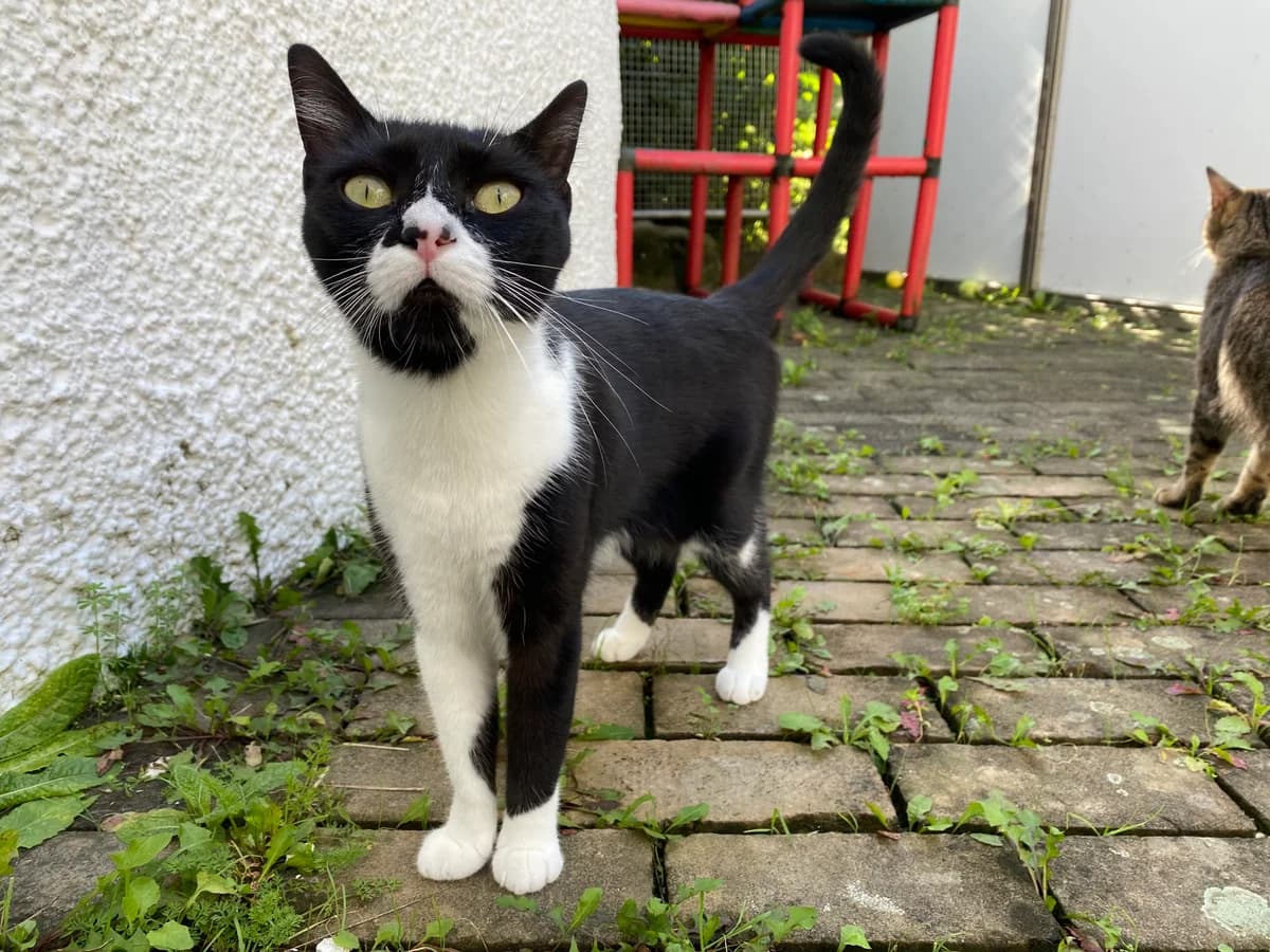 Erea, female European Shorthair for adoption at BMT Tierheim Pfullingen, Pfullingen