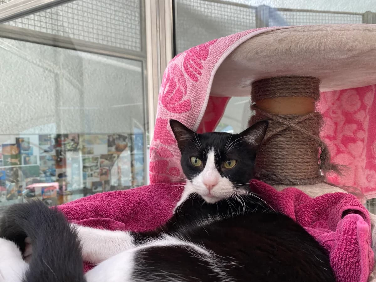 Claus, male European Shorthair for adoption at BMT Tierheim Pfullingen, Pfullingen