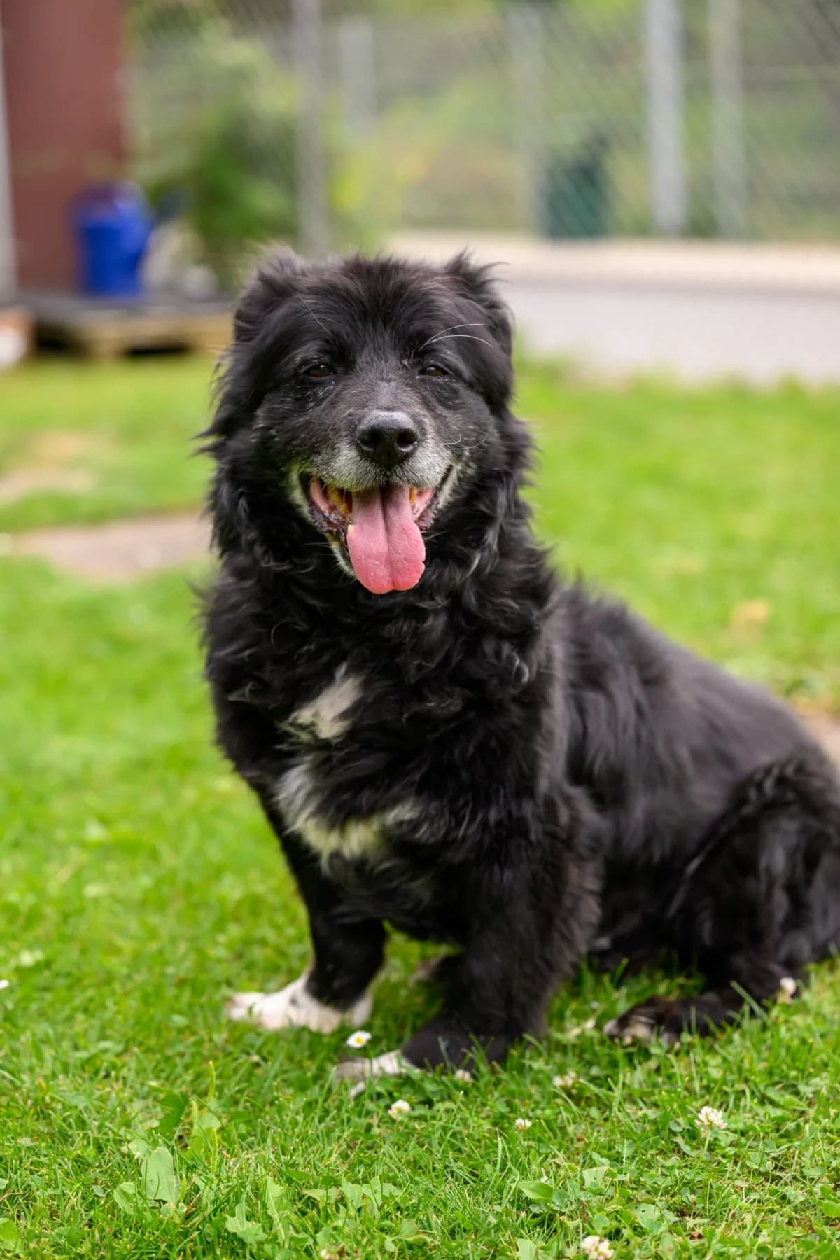 Malik, male puppy Mixed Breed for adoption at BMT Tierheim Pfullingen, Pfullingen
