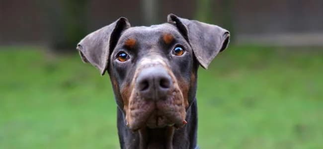 Dobby, senior Mixed Breed for adoption at BMT-Tierschutz (Bund gegen Missbrauch der Tiere e.V.)