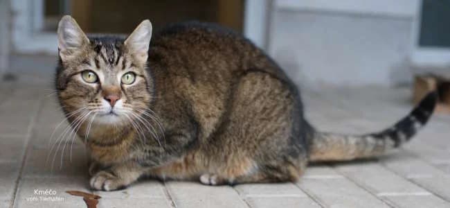 Alica, Mixed Breed for adoption at BMT-Tierschutz (Bund gegen Missbrauch der Tiere e.V.)
