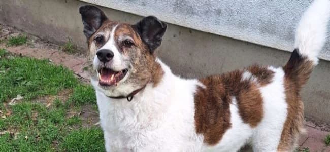 Leo, Mixed Breed for adoption at BMT-Tierschutz (Bund gegen Missbrauch der Tiere e.V.)