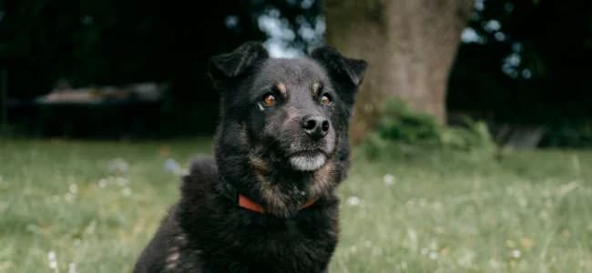 Rico, male senior Mixed Breed for adoption at BMT-Tierschutz (Bund gegen Missbrauch der Tiere e.V.)
