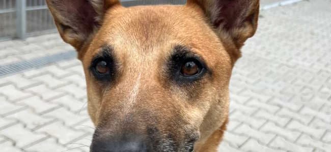 Sam, male Mixed Breed for adoption at BMT-Tierschutz (Bund gegen Missbrauch der Tiere e.V.)