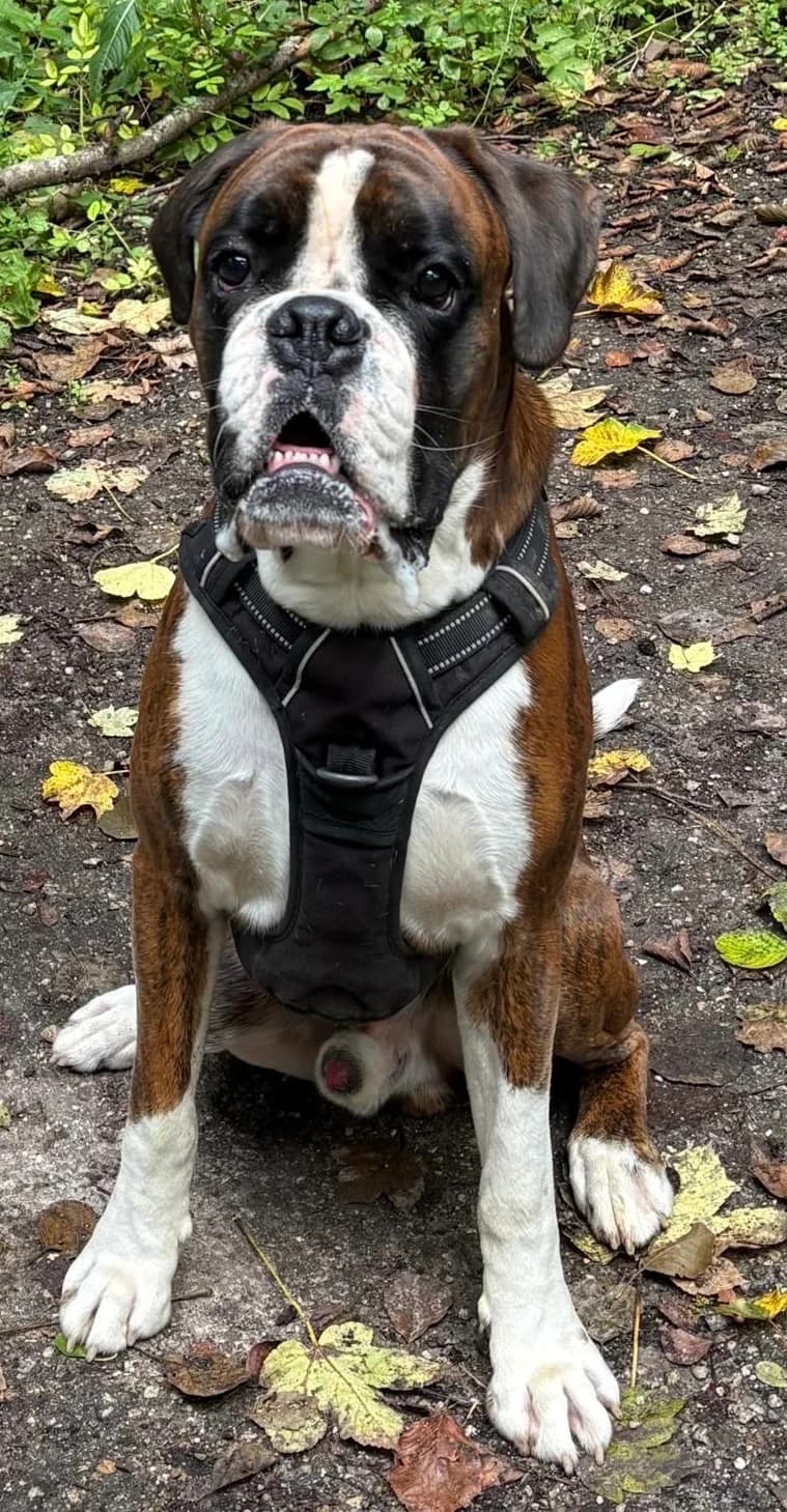 Lugge, male mixed breed for adoption at Boxer in Not, München