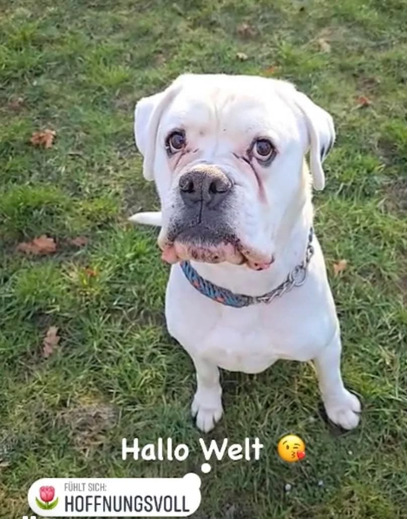 Tequila, male 7yo mixed breed for adoption at Boxer Nothilfe Deutschland, Hiddenhausen