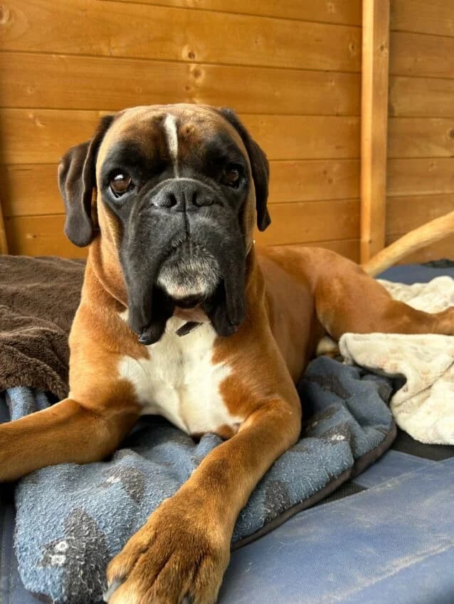 Charly, male young mixed breed for adoption at Boxer Nothilfe Deutschland, Hiddenhausen