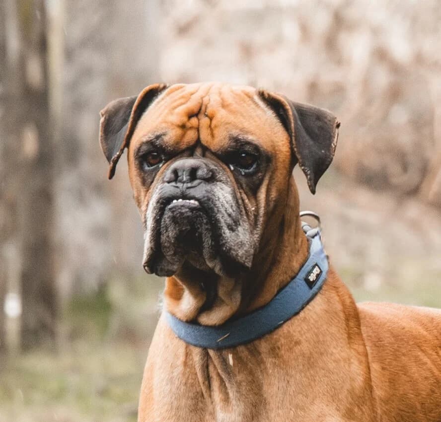 Maison, male 5yo mixed breed for adoption at Boxer Nothilfe Deutschland, Hiddenhausen