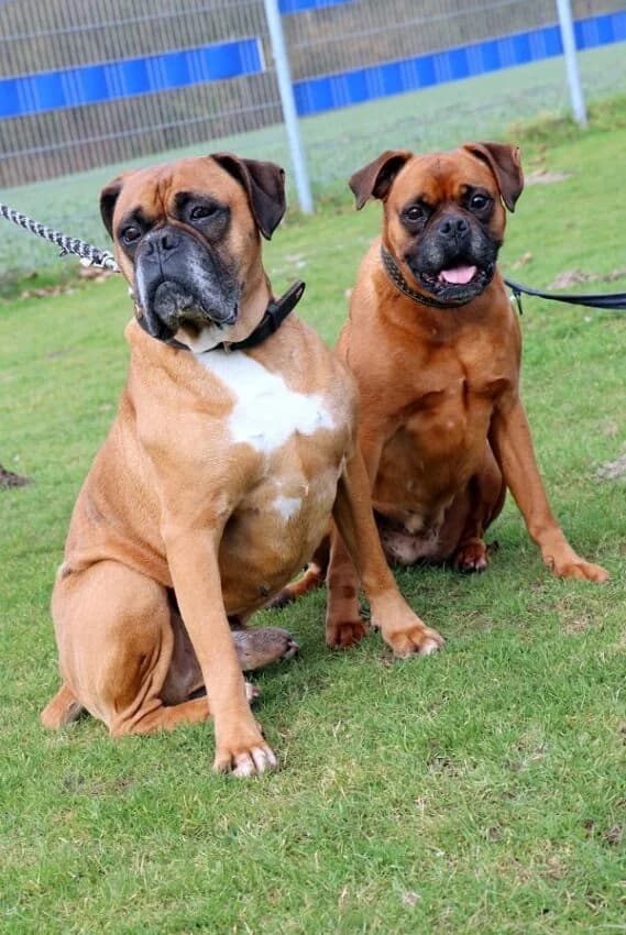 Luigi und Lola, puppy mixed breed for adoption at Boxer Nothilfe Deutschland, Hiddenhausen