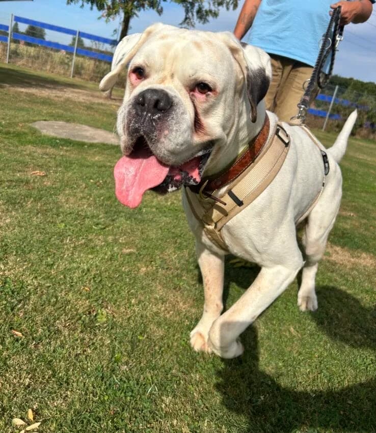 Mäx, male puppy mixed breed for adoption at Boxer Nothilfe Deutschland, Hiddenhausen