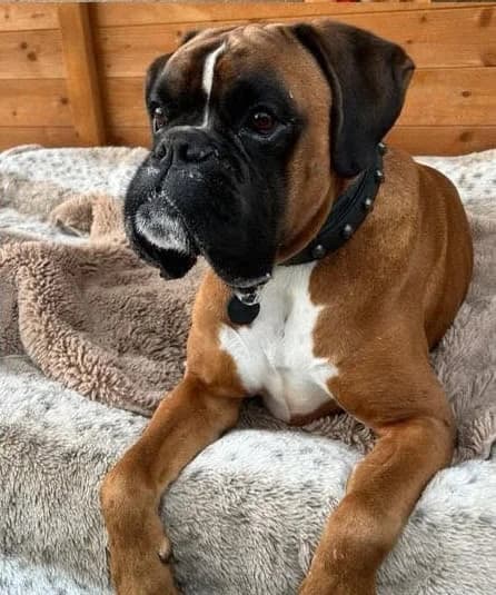 Charly, male 5yo mixed breed for adoption at Boxer Nothilfe Deutschland, Hiddenhausen