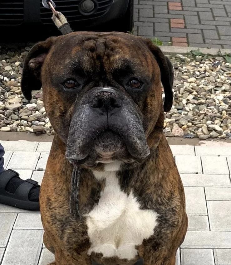 Ajax, male puppy mixed breed for adoption at Boxer Nothilfe Deutschland, Hiddenhausen