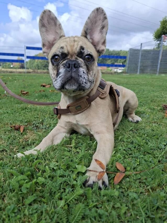 Bella, female puppy mixed breed for adoption at Boxer Nothilfe Deutschland, Hiddenhausen